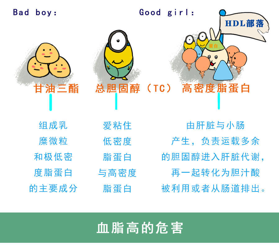 分为以下几个部落:也根据它们的群居密度和组合特性形成脂蛋白.